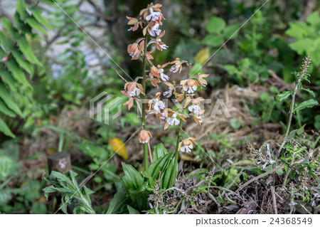 A summary of the Ebina / Ebina (Ebinen / Jievine) Material of the inflorescence A summary of the Ebina / Ebina (Ebinen / Jievine) Material of the inflorescence 24368549
