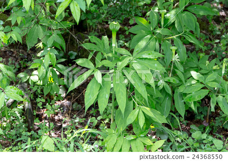 一組藍尾草的材料 24368550