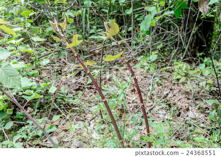 Material of young seedlings of a tiger cane (Itadori) 24368551