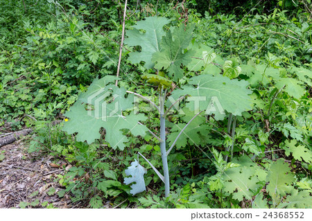 Material of young seedlings of Takeyogyu (Takenigusa) Material of young seedlings of Takeyogyu (Takenigusa) 24368552