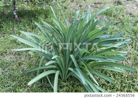 夏季水仙花（Nutsuisen）·石蒜幼葉的記錄 24368556