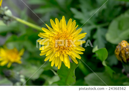 Material of the tongue-shaped corolla of Tamago-umi Material of the tongue-shaped corolla of Tamago-umi 24368562