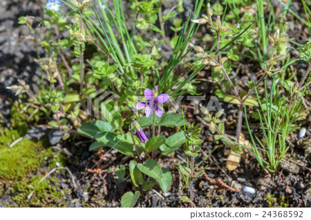 Materials of Sumire (violet) manjurica stock 24368592