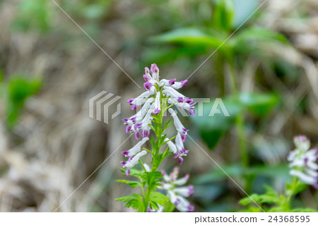 白竹花（Shiroyukeman）的概要花序的材料 24368595