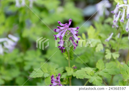 Material of the stock of purple flower wrappers / Yabu Hana wig (Murasakikeman · Yabukeman) 24368597