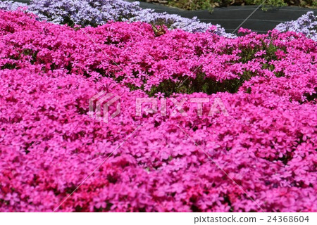 Shiba櫻桃樹在卡諾地區 24368604