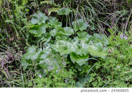 Yamao（芥末）的腎圓葉片材料 24368605