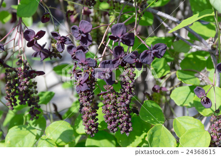 Summary of Sanriku Kinetsu (Mitsuba Abe) Material of inflorescence 24368615