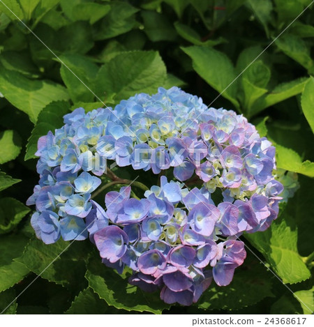 Hydrangea flower Hydrangea flower 24368617