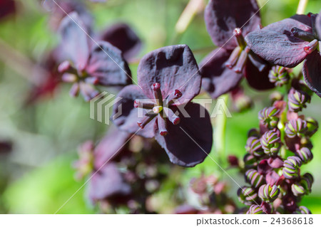 Material of female flowers of Sanrikui-kitsu (Mitsuba-akebi) 24368618