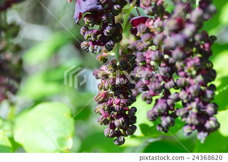 Material of the male flower of Sanriku Kinetsu (Mitsuba-akebi) 24368620