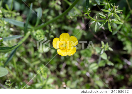 Kinho花的薔薇科花冠材料·馬腿形（Quinnpolome·Umanoshashigata） 24368622