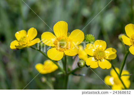 Kinho花的薔薇科花冠材料·馬腿形（Quinnpolome·Umanoshashigata） 24368632