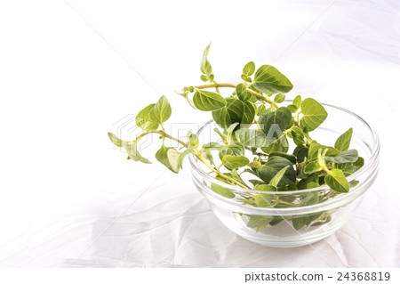 Basil food map 24368819