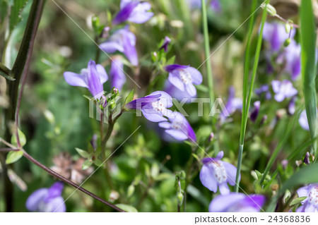 Material of lip-shaped corolla of purple garlic (Murasakagigoke) 24368836