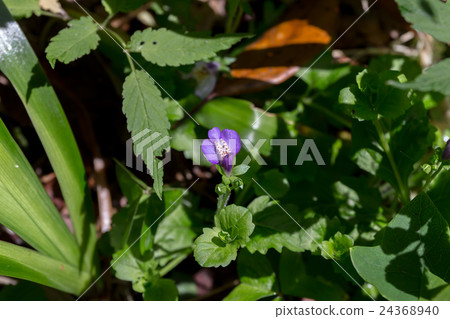 Material of lip-shaped corolla of purple garlic (Murasakagigoke) 24368940
