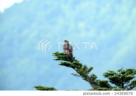 鷹之鷹 24369078