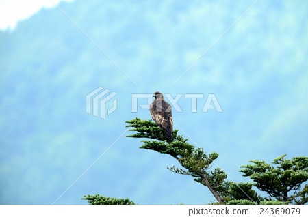 Eagle's eagle Eagle's eagle 24369079