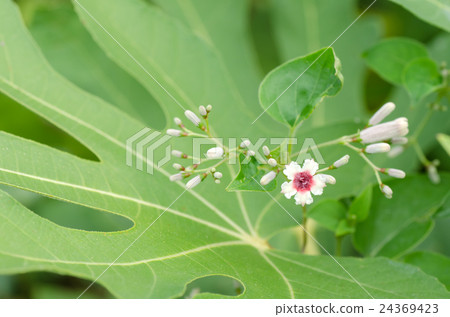Hexokazura花和無花果葉 24369423