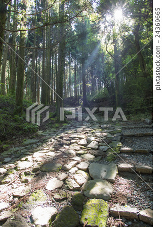箱根老路雪松樹 24369665