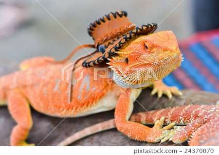 Iguana with spiky skin Iguana with spiky skin 24370070