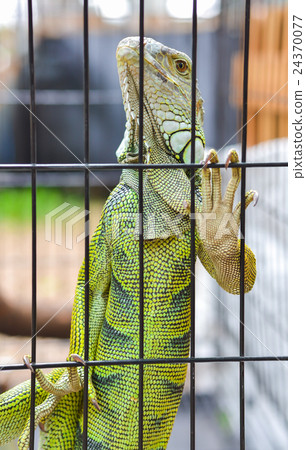 Iguana in the cage 24370077