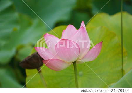 Lotus flower (up) Lotus flower (up) 24370364