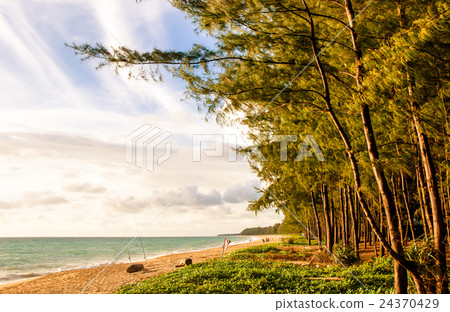 beach with the wind motion blur pine tree beach with the wind motion blur pine tree 24370429