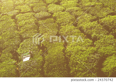 Tea Harvest Tea Harvest 24370742