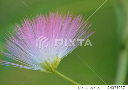 Mixed flowers 24371257