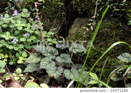 Materials of the results of the poet (Chalmersul) 24371280