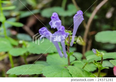 Dewa的Watanabe（Dewano tatunamisou）的唇形花冠的材料 24371281