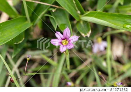 Material of lily flower crown of garden Ishiki, Nanjing Ayame (Nyujyoshiyo · Nankin Iyame) 24371282