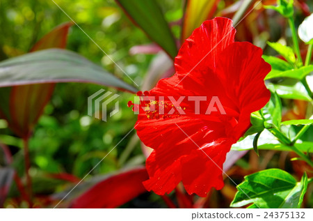 紅芙蓉花 紅芙蓉花 24375132