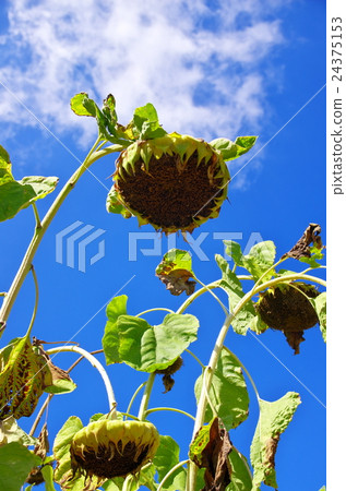 枯萎的向日葵花告訴夏天結束 24375153