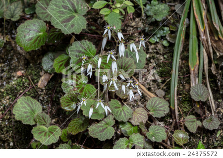 雪(Yukinoshita)股票的股票數據 雪(Yukinoshita)股票的股票數據 24375572