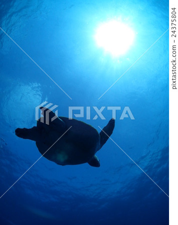 石垣島的綠海龜 石垣島的綠海龜 24375804