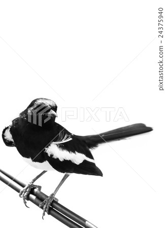 Oriental magpie robin (Male) 24375940