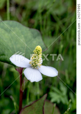 Materials of Total Bract of Moth (Dokudami) 24375995