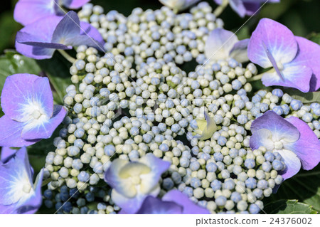 Material of amphoteru flower hydrangea (hydrangea) 24376002