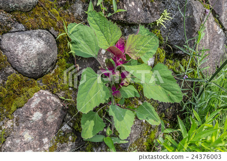 Material of young seedlings of azalea 24376003