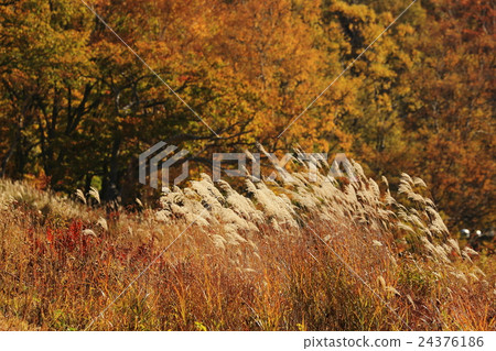 Impression of autumn Impression of autumn 24376186