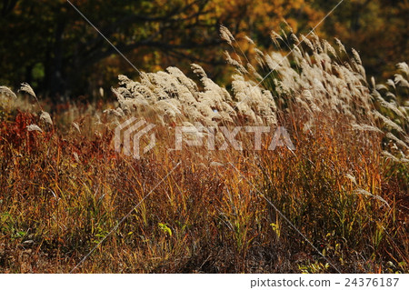 Impression of autumn Impression of autumn 24376187