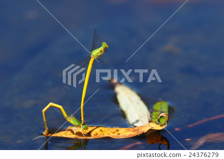 Kiteitombo (spawning on the leaves of the tree) 24376279