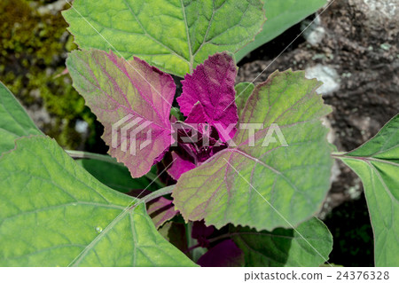 Material of young leaves of azalea Material of young leaves of azalea 24376328