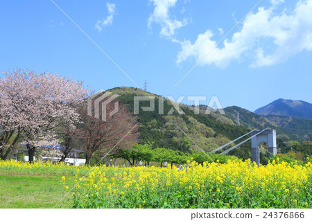 Spring Hadano Togawa Park Spring Hadano Togawa Park 24376866