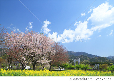 Spring Hadano Togawa Park Spring Hadano Togawa Park 24376867