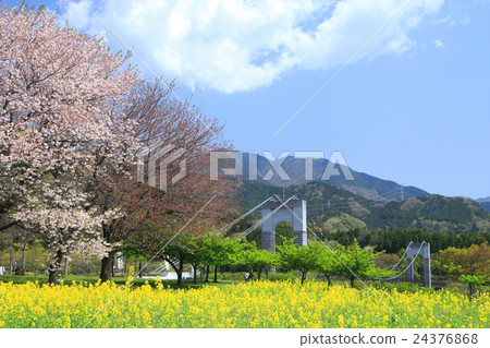 Spring Hadano Togawa Park Spring Hadano Togawa Park 24376868