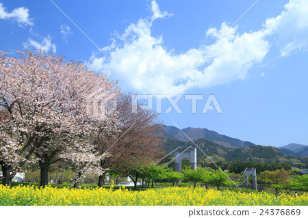 Spring Hadano Togawa Park Spring Hadano Togawa Park 24376869