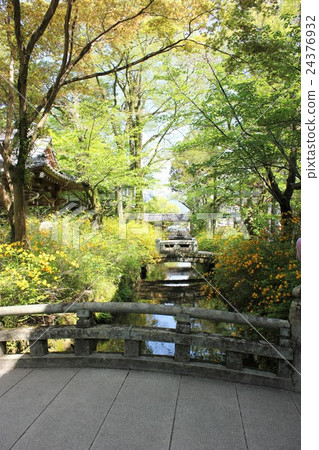 Matsuo Taisha Shrine Yamabuki Festival Matsuo Taisha Shrine Yamabuki Festival 24376932